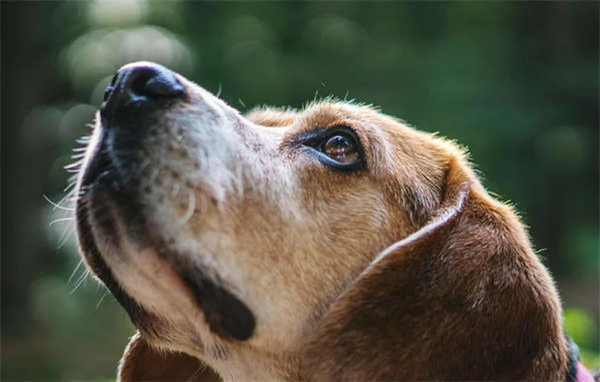 犬の満腹感を高める5つの方法：食べても満足しない愛犬に効果的
