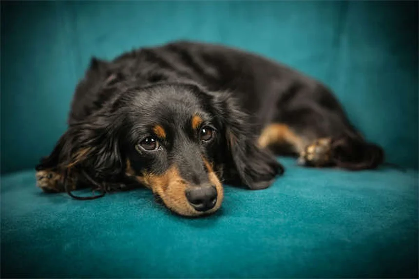 犬用ゴーグルは必要？愛犬の目を守るメリットと正しい選び方