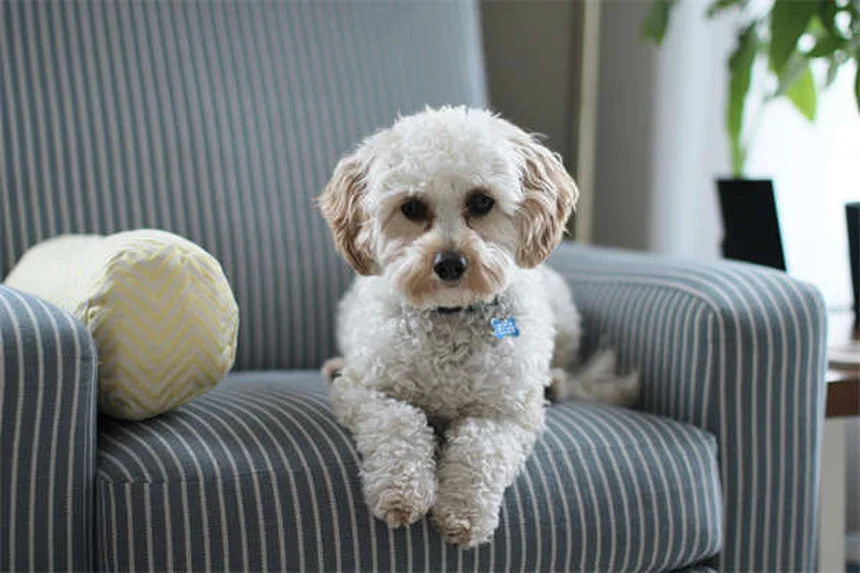接触電圧とは？愛犬の散歩を守るための基本知識と対策5選