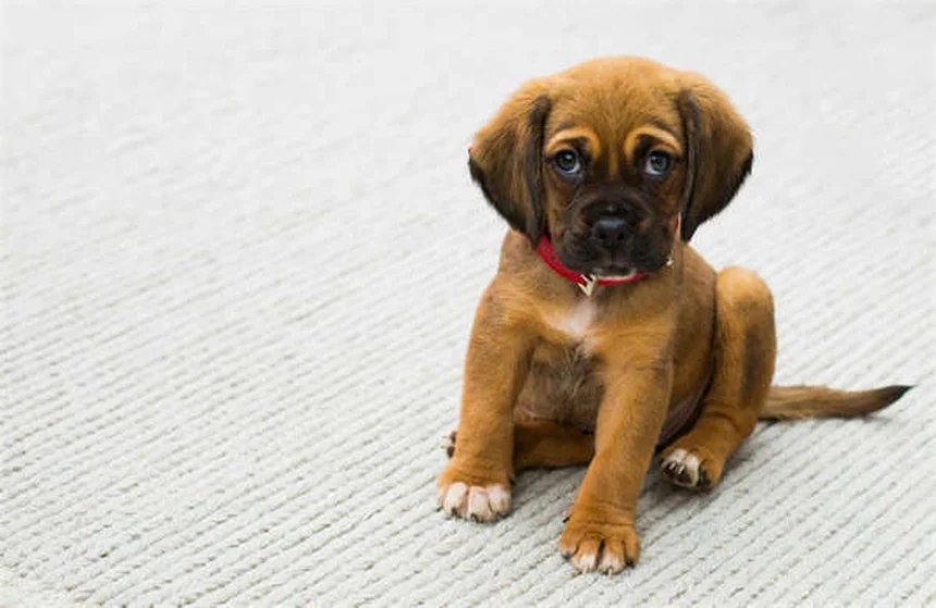 接触電圧とは？愛犬の散歩を守るための基本知識と対策5選