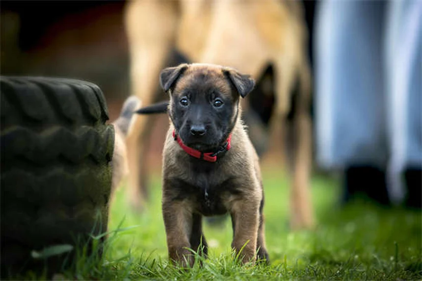 健康な犬種の選び方と長生きの秘訣19選｜寿命が長い犬はコレ！