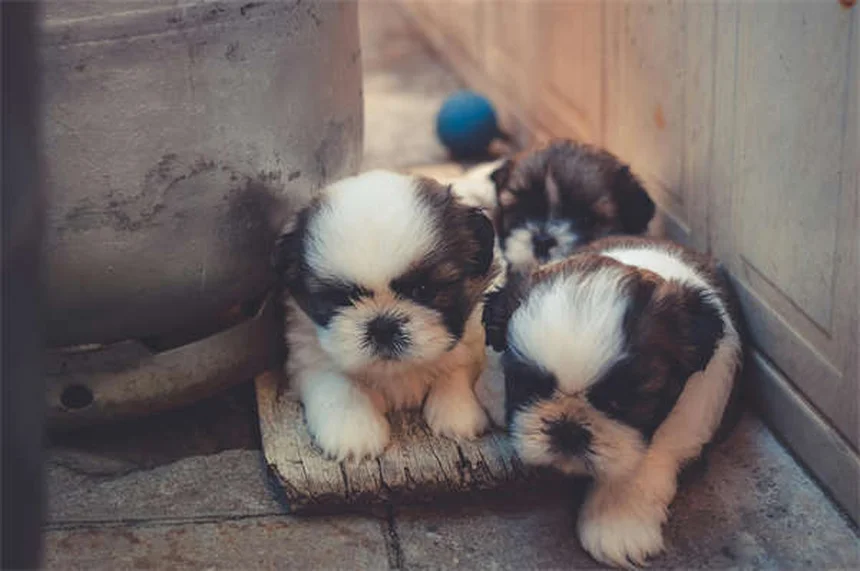 子犬に成犬用フードはダメ？栄養の違いと正しい選び方5つのポイント