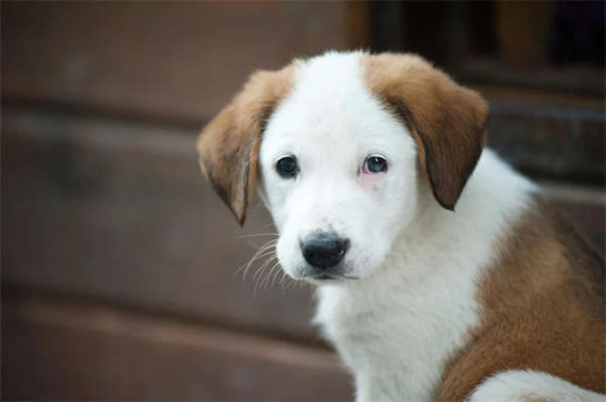 犬の草アレルギー対策：症状から治療法、自宅ケアまで完全解説
