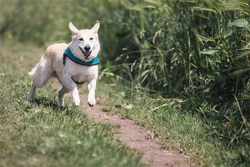 アイスランディックホースとは？特徴から飼育まで完全ガイド