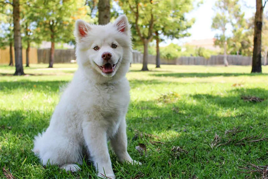 犬猫の血栓予防薬クロピドグレル：効果、副作用、上手な与え方のすべて