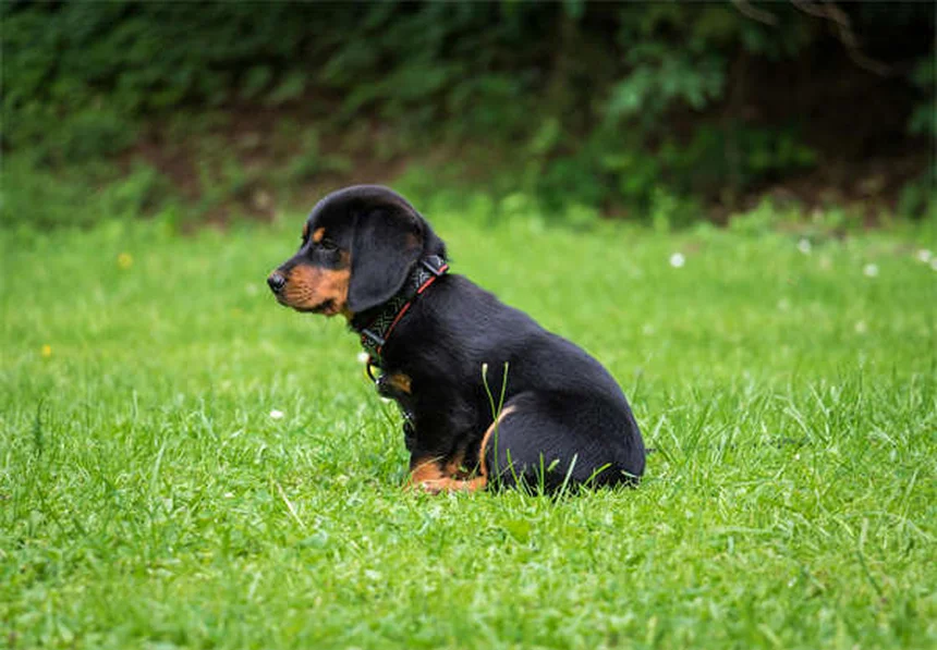 犬の散歩頻度は個体差が大事！正しい決め方とコツ
