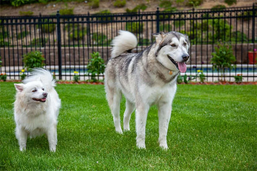 犬の散歩頻度は個体差が大事！正しい決め方とコツ