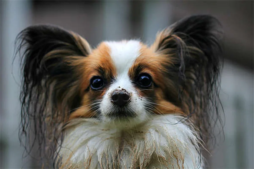 犬の嫉妬は本当？研究で判明した75%の事実と対策