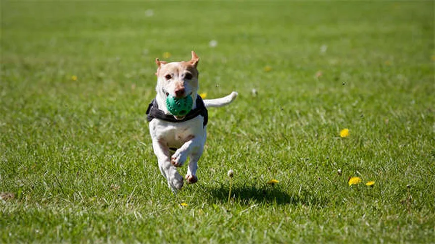 犬の嫉妬は本当？研究で判明した75%の事実と対策