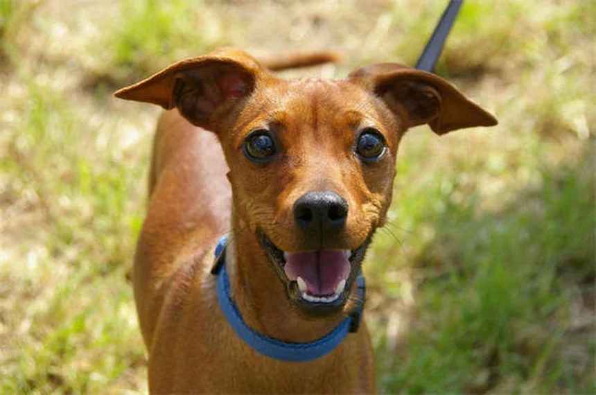 パピーストラングルって何？子犬の顔が腫れる原因と治療法を経験者が解説