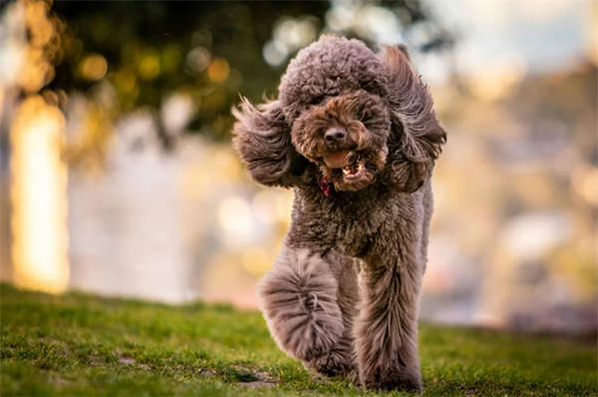 犬のしつけ、正の強化とバランスドどっちが効果的？科学が証明した結果とは