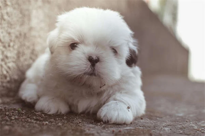 犬のしつけ、正の強化とバランスドどっちが効果的？科学が証明した結果とは