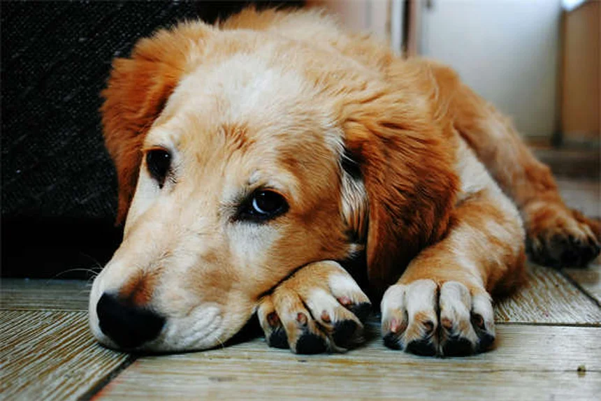 ベタの寿命や大きさは？飼い主が教える正しい飼育と混泳のコツ