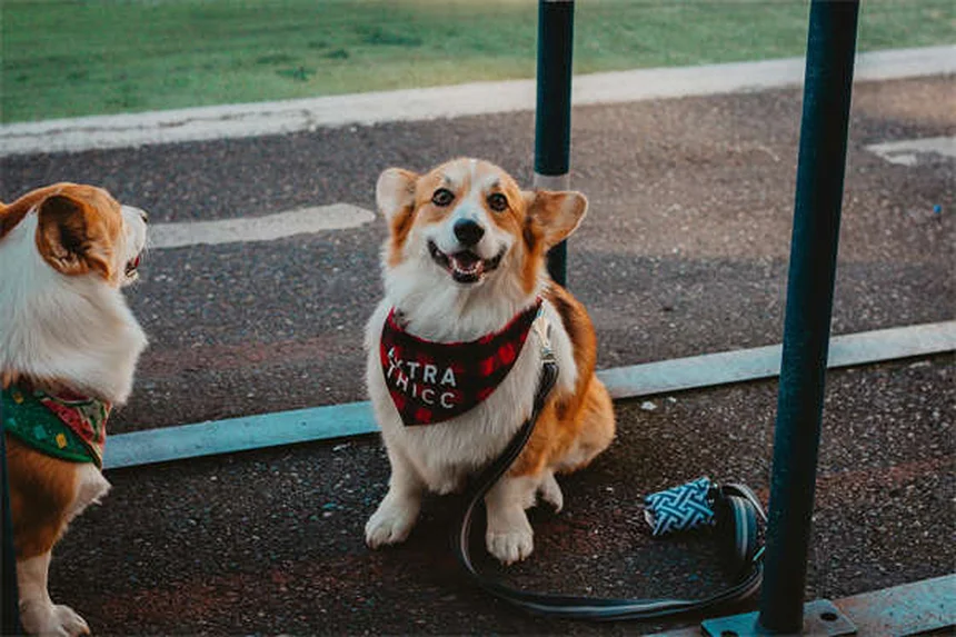 うちの犬が何にでも怖がる理由と克服法を実例で解説