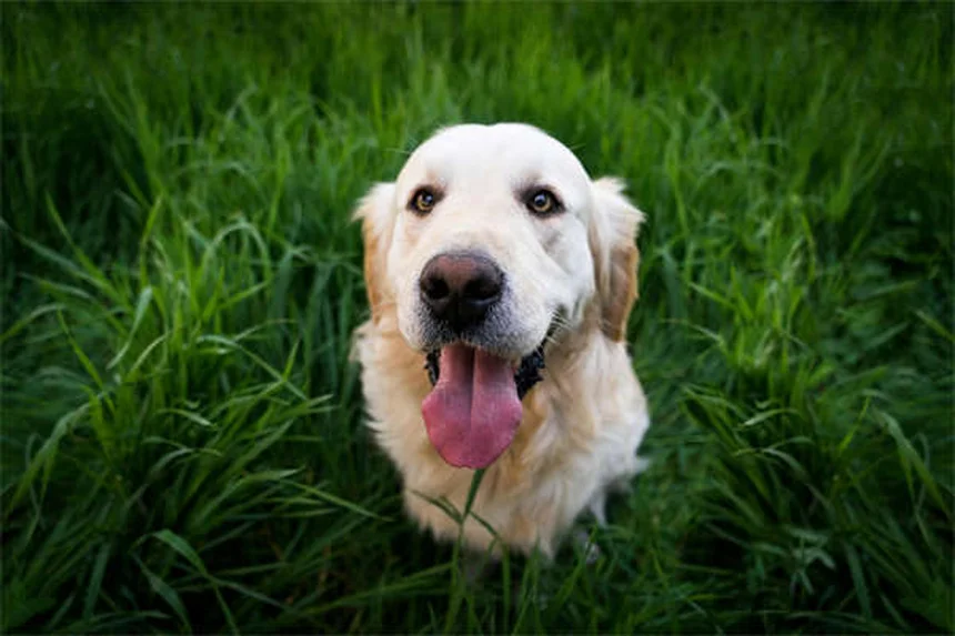 犬の抗不安薬の副作用、知っておきたいセロトニン症候群の危険サインと予防策
