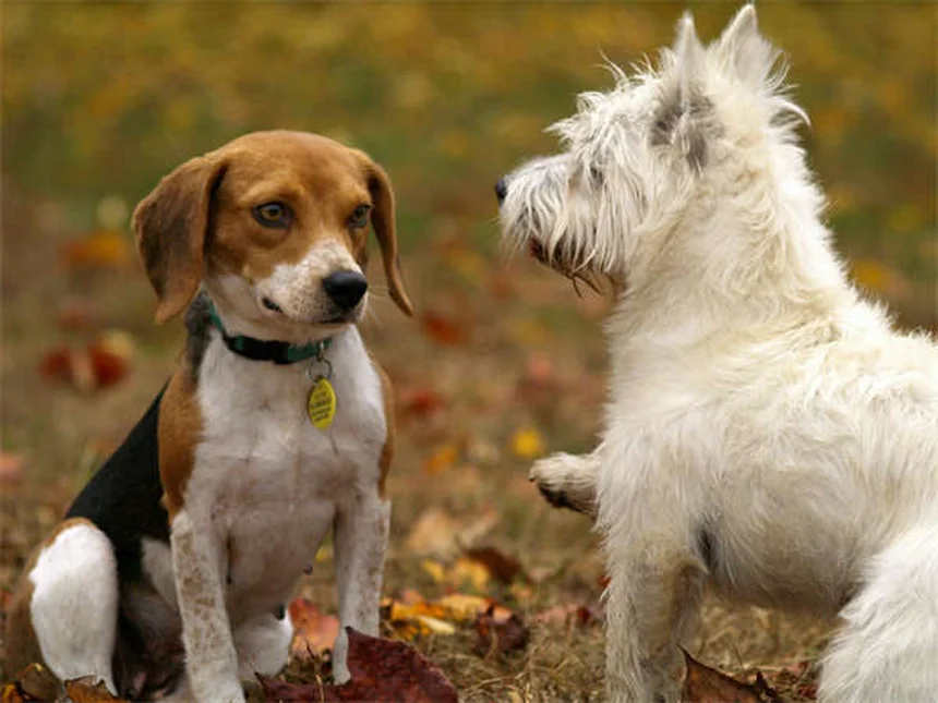 犬が前足を乗せる5つの理由と正しい対処法
