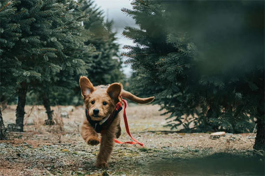 犬が前足を乗せる5つの理由と正しい対処法