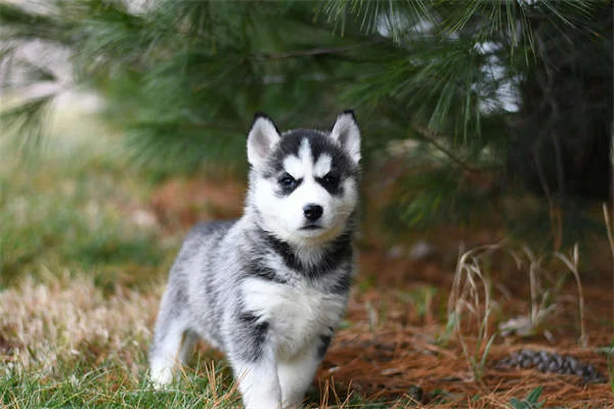 犬が前足を乗せる5つの理由と正しい対処法