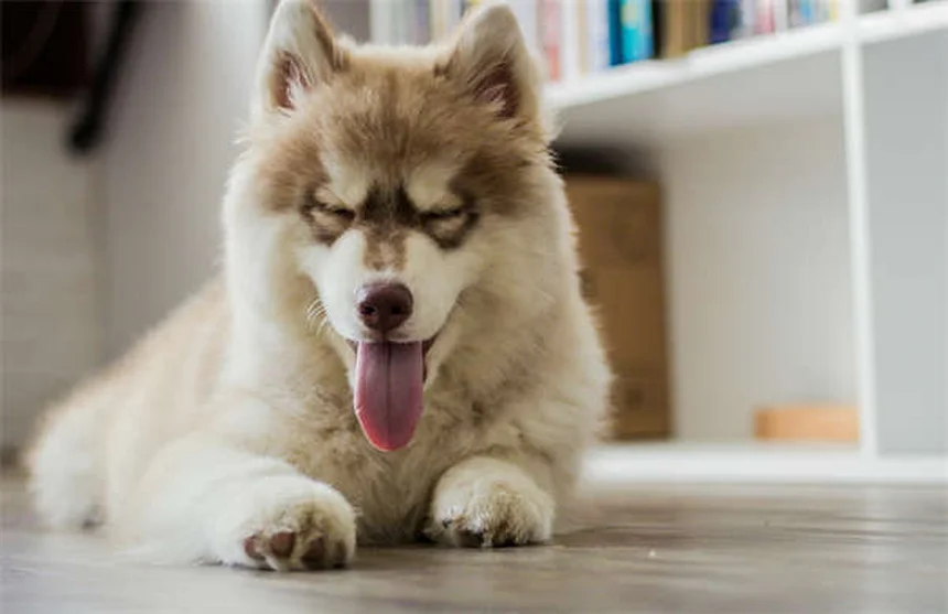 犬のスノーノーズとは？原因から見分け方、心配すべき症状まで徹底解説