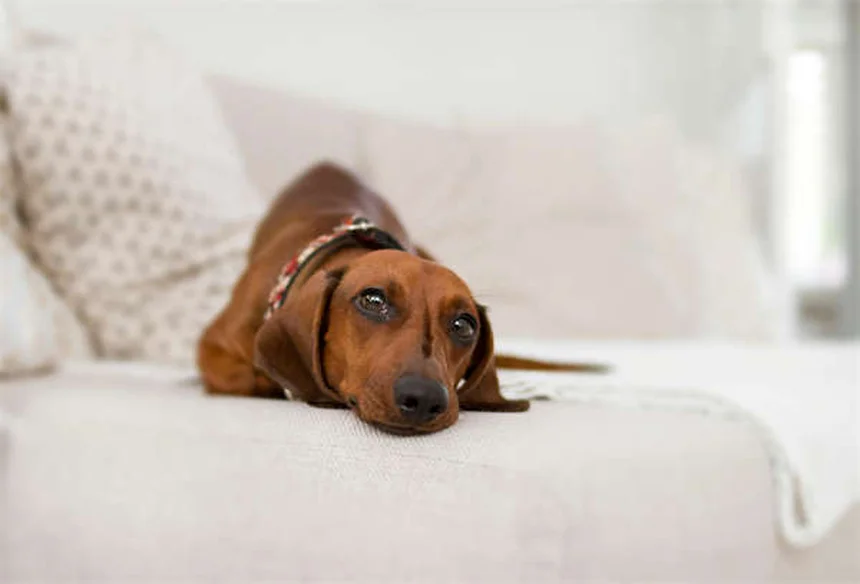 犬のツツガムシ：症状と正しい対処法【獣医師が解説】
