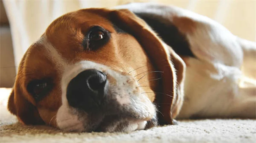 犬のツツガムシ：症状と正しい対処法【獣医師が解説】
