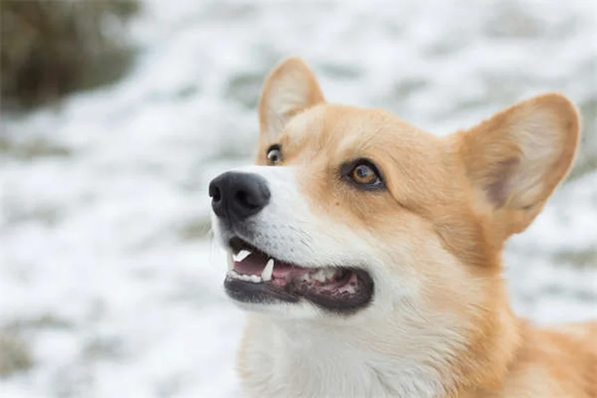 犬のツツガムシ：症状と正しい対処法【獣医師が解説】