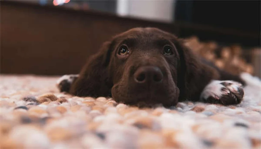 シェトランドポニーの飼い方｜寿命30年！健康管理と費用を徹底解説
