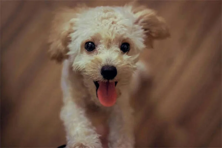 犬用スクラルファートの正しい与え方と副作用