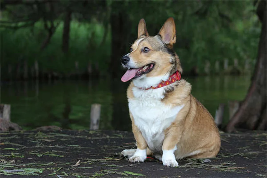 犬の避妊・去勢手術後の回復を成功させる完全ガイドと必須ケアアイテム6選