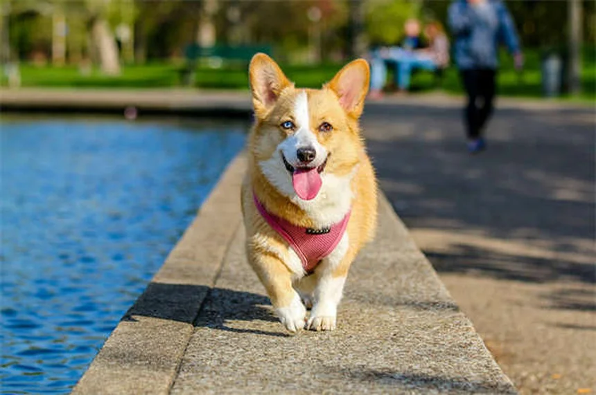 ペット介護のストレス「介護者負担」とは？飼い主の心を守る5つの方法